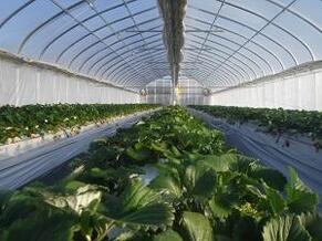 greenhouse