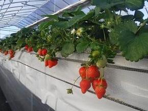 strawberry2