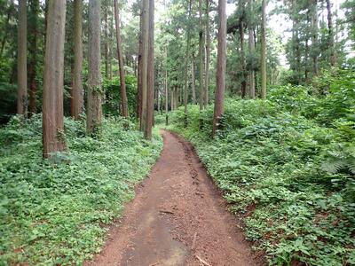 追分市民の森の散策路（八ツ塚みち）の写真