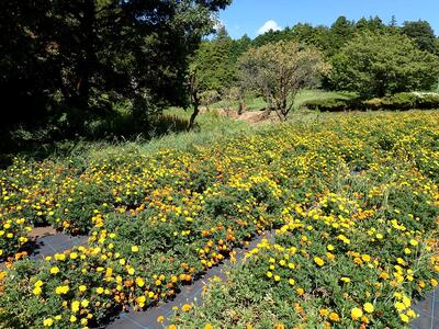 追分市民の森のマリーゴールドの花畑の写真