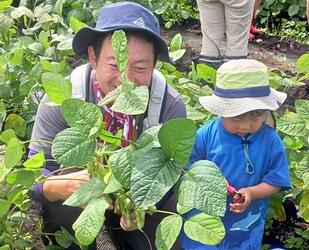 枝豆の収穫を体験中