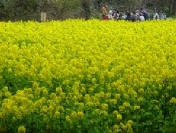 菜の花の写真