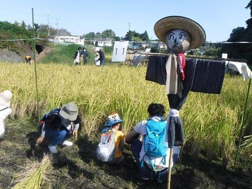 令和４年度の稲刈りの写真