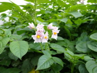 じゃがいもキタアカリの花の写真