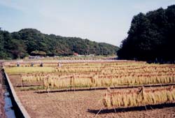 ふるさと村の風景