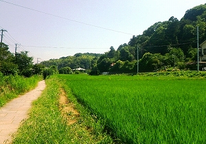 春の田んぼの写真