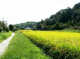 秋の田んぼの写真