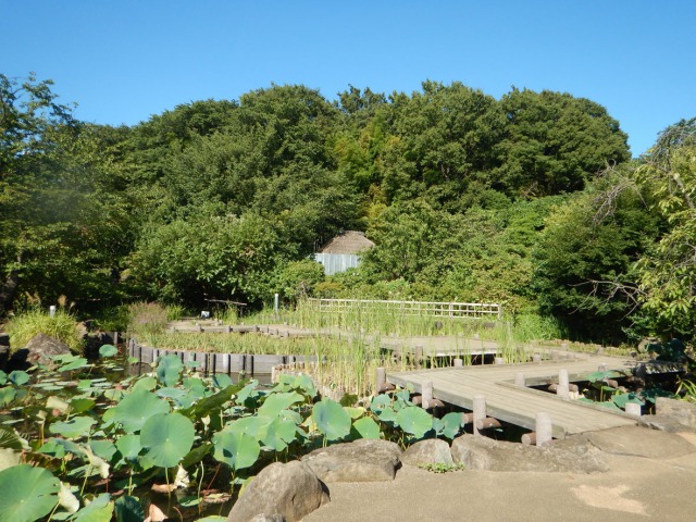 馬場花木園内（池越しに見る東屋）の画像