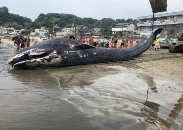 鎌倉の海岸に打ち上げられたクジラの写真