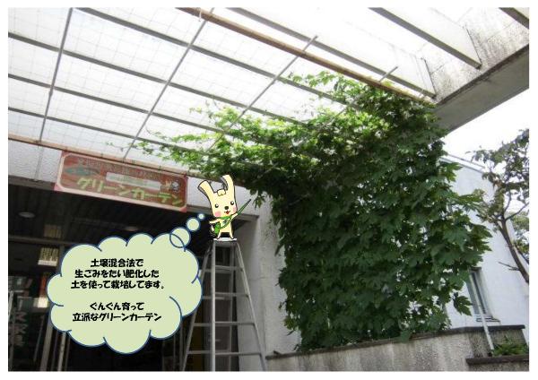 ぐんぐん育って立派なグリーンカーテン。土壌混合法で生ごみをたい肥化した土を使って栽培してます。
