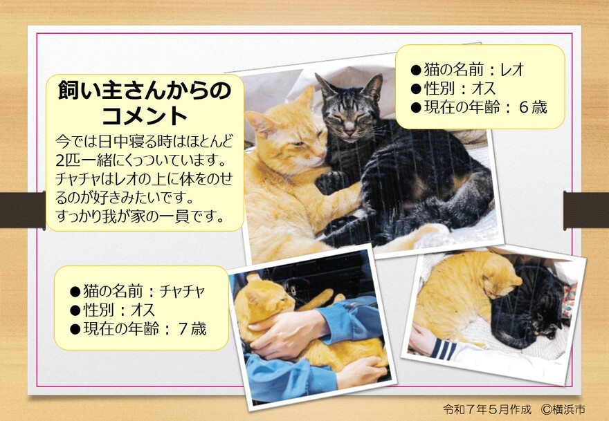 猫の写真　チャチャ