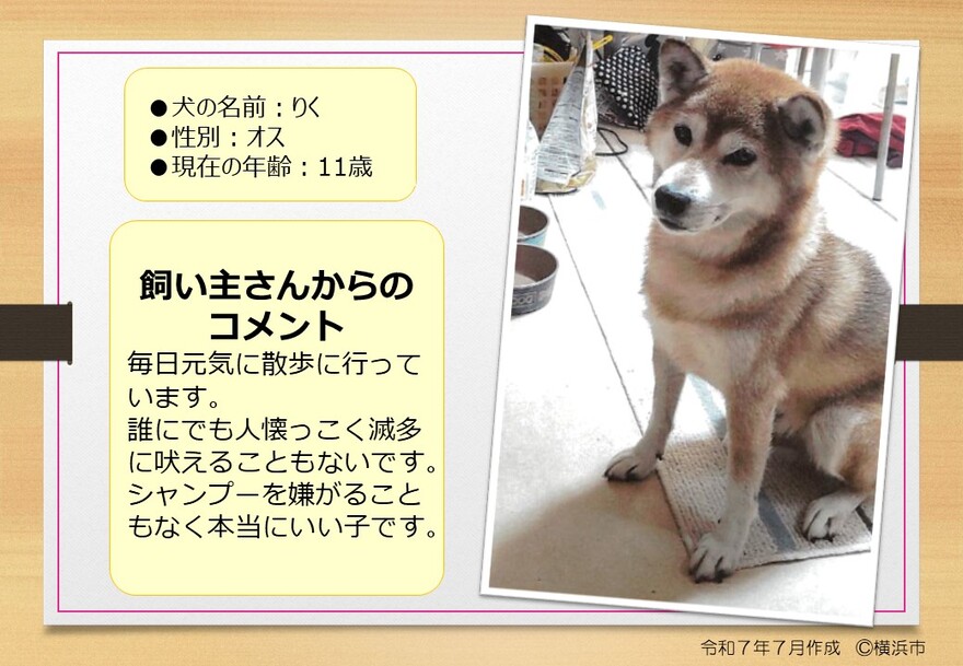 犬の写真（りく）