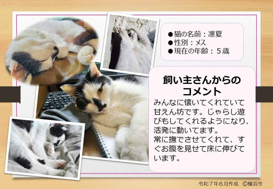 猫の写真（凜夏）