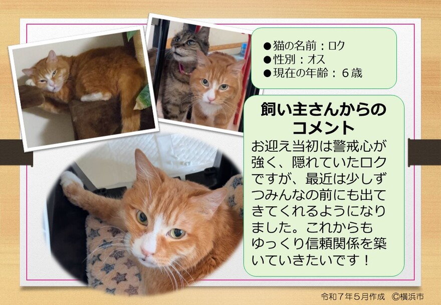 猫の写真　ロク