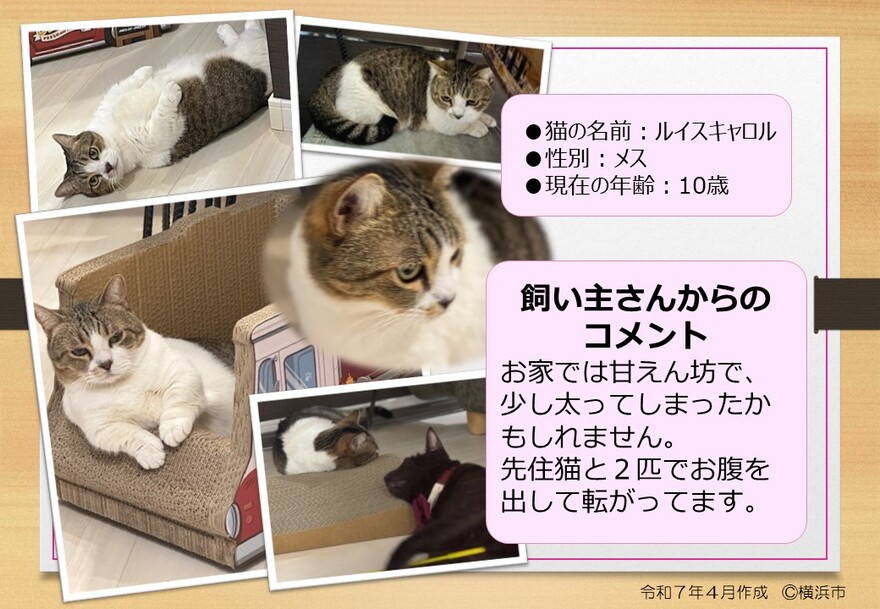 猫の写真ルイスキャロル