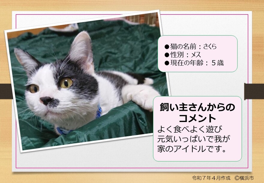 猫の写真さくら