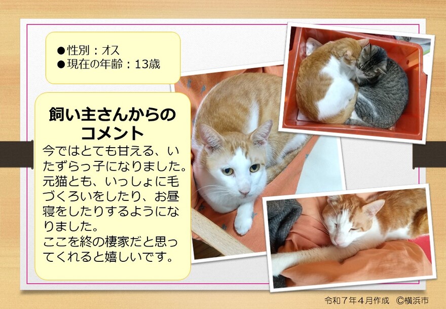 ねこの写真（たま）