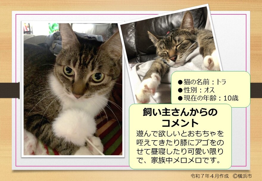 猫の写真 とら