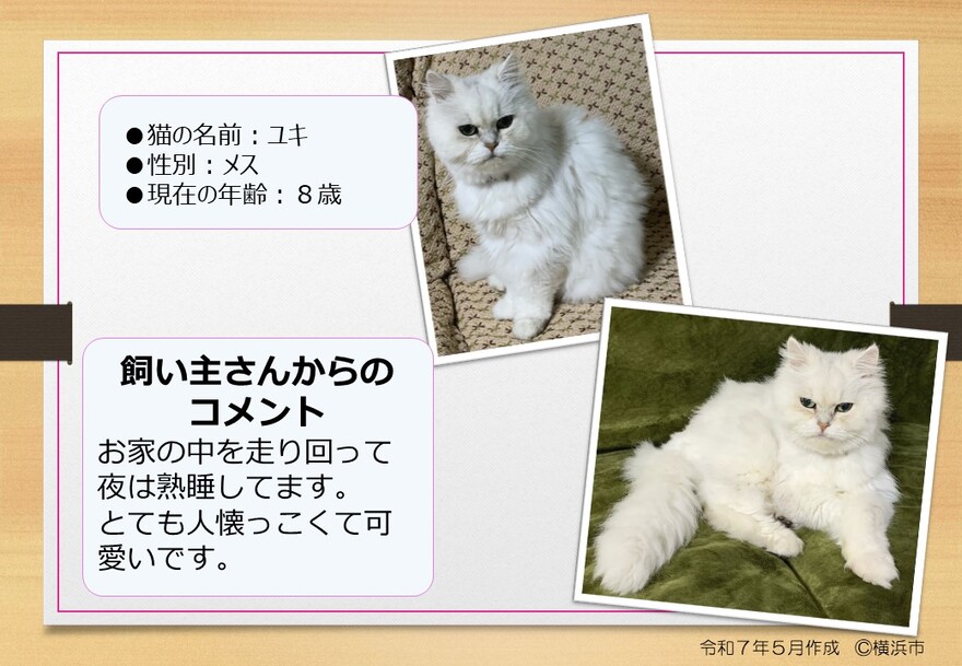 猫の写真　ユキ