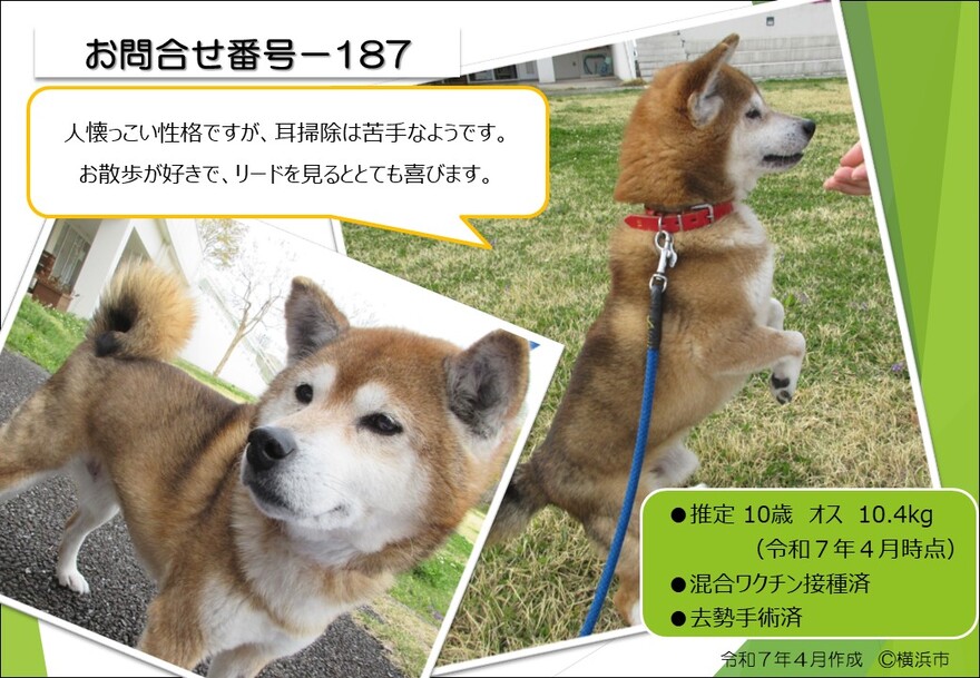 187の犬の写真