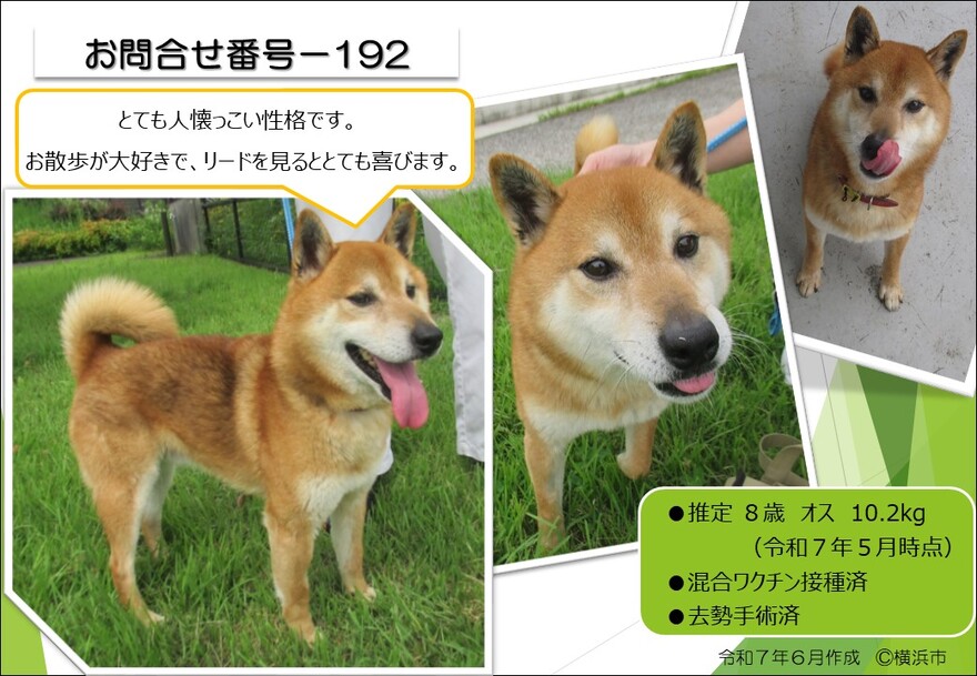 犬の写真