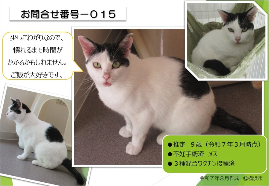 015の猫の写真