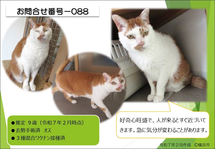088の猫の写真