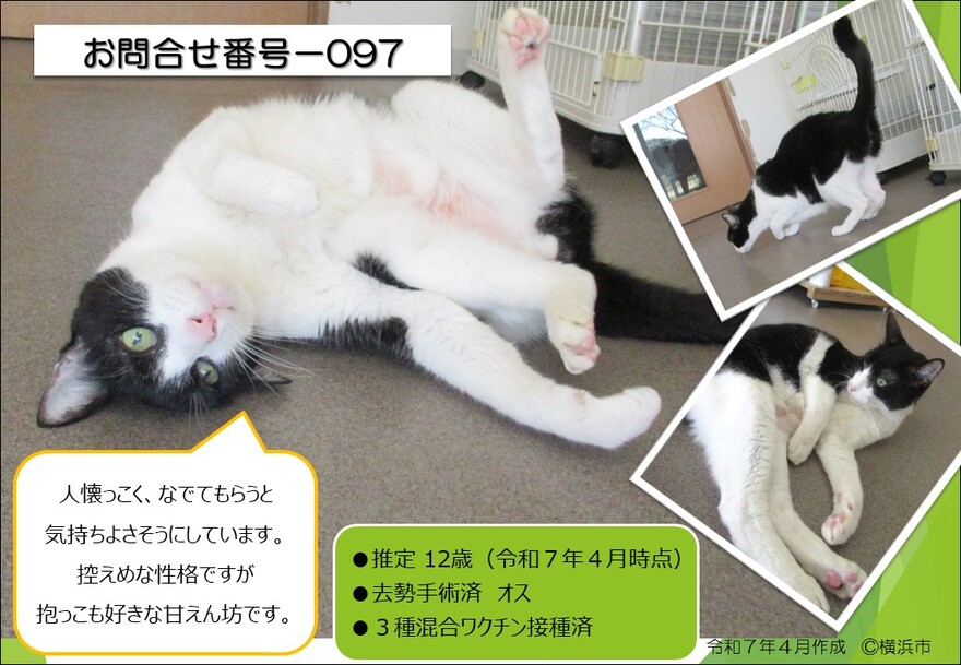 097の猫の写真