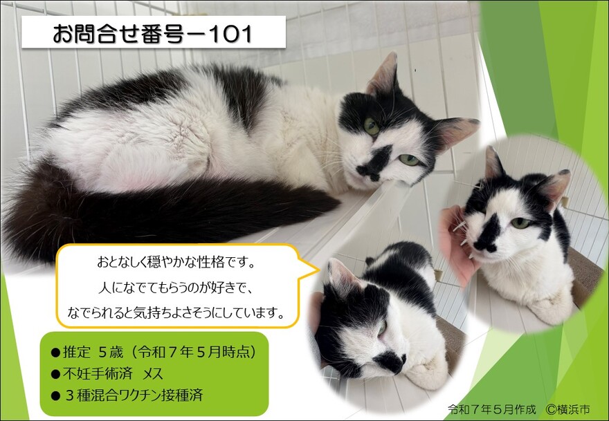 101の猫の写真