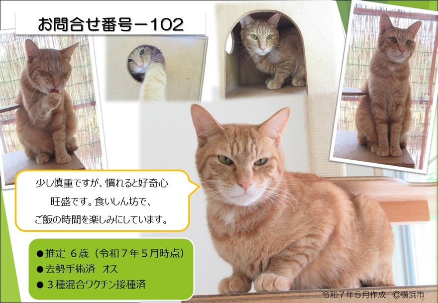 102の猫の写真