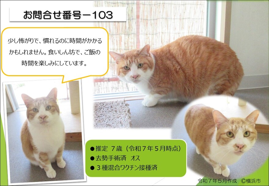 103の猫の写真