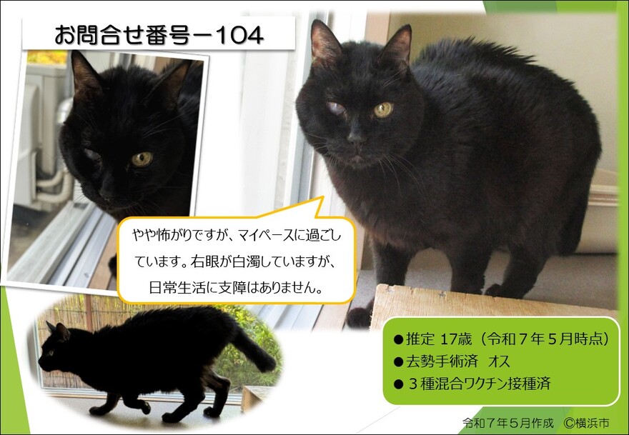 104の猫の写真