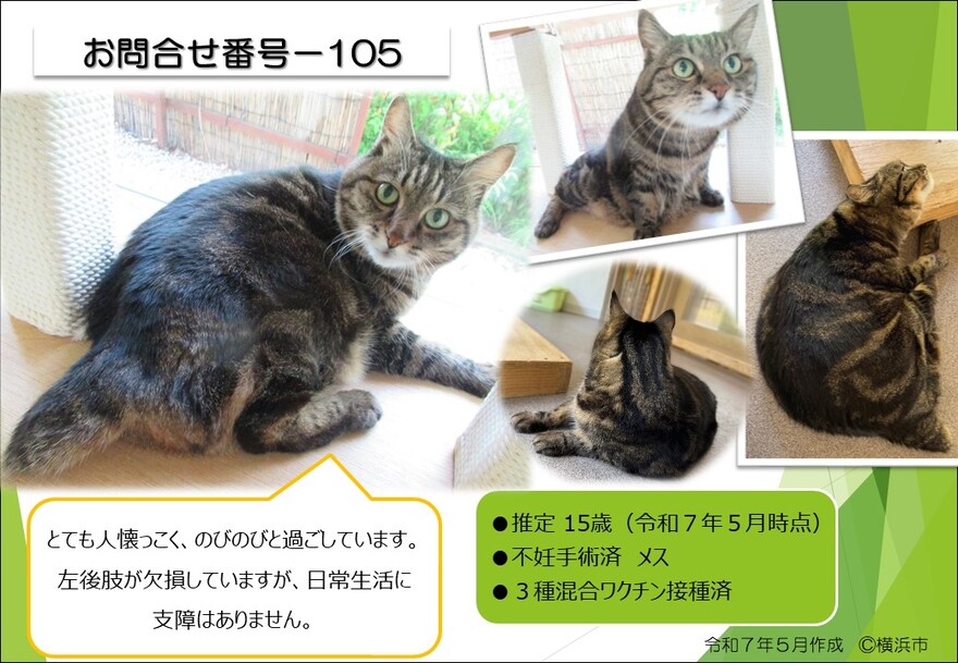 105の猫の写真