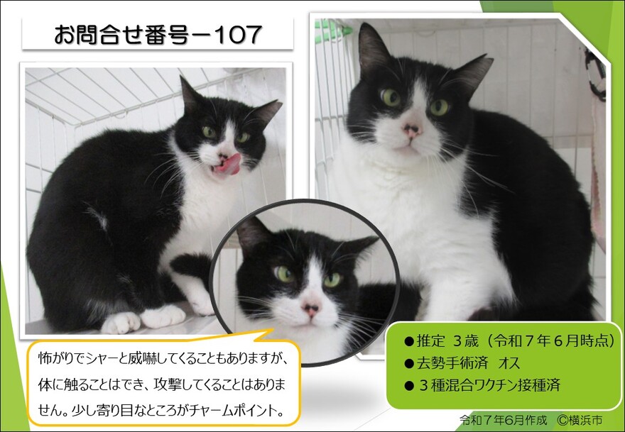猫の写真107