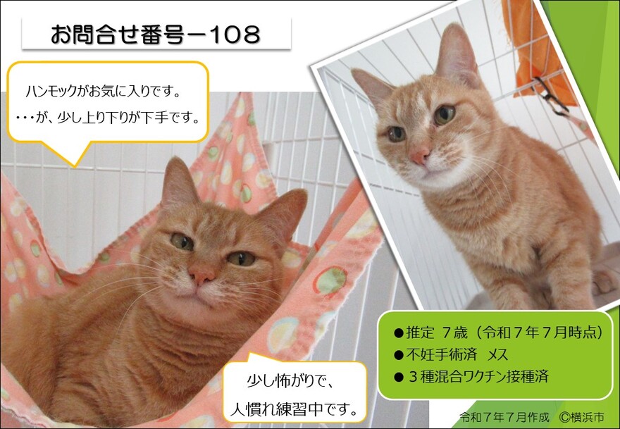 108の猫の写真
