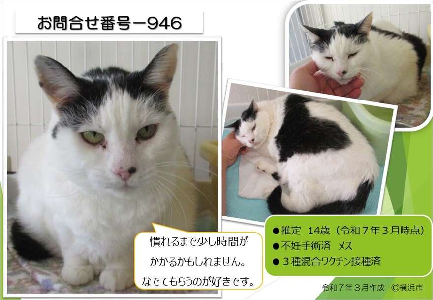 946の猫の写真