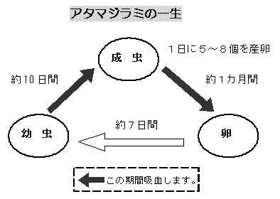 アタマジラミの一生