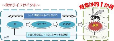 蚊のライフサイクルの図