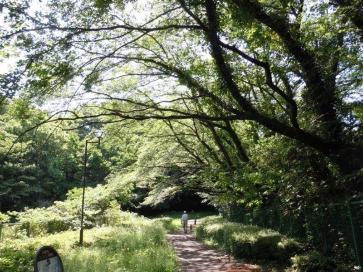 緑道・遊歩道の画像