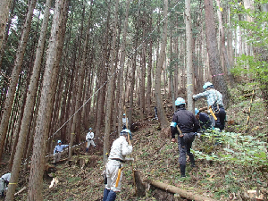 市民ボランティアの間伐活動