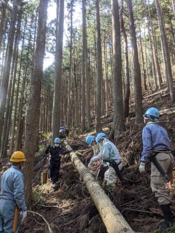 市民ボランティアによる道志水源林の間伐活動の様子