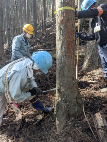 市民ボランティアによる道志水源林の間伐活動の様子