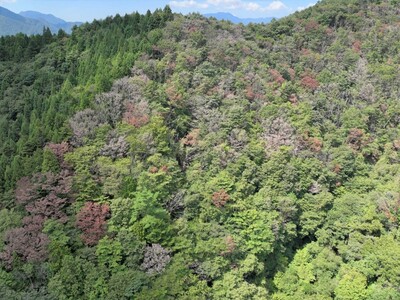 ナラ枯れ被害の様子