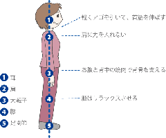 軽く顎を引いて、首筋を延ばす。肩に力を入れない。お腹と背中の筋肉で祖背骨を支える。膝はリラックス。