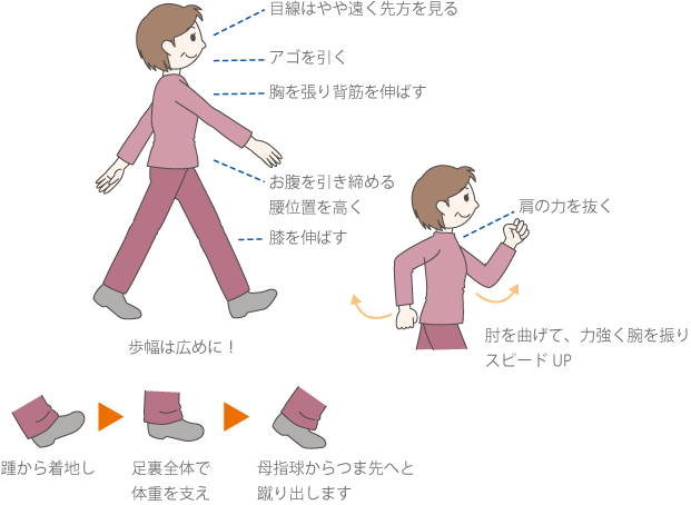 歩幅は広めに、顎を引きます。目線は遠くにしましょう。肘を曲げて、力強く腕を振ります。