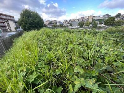 ヤギが入る前の草の状態２