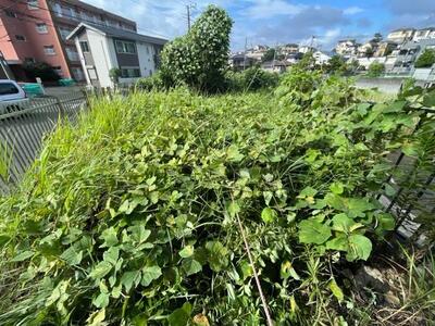 ヤギが入る前の草の状態１