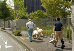 朝移動するヤギの画像