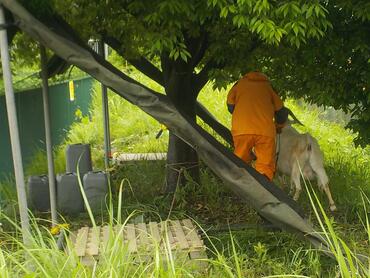 それぞれの小屋へ進む「げん」くん「かい」くん