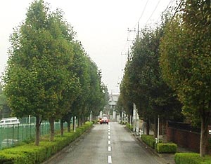 街路樹写真